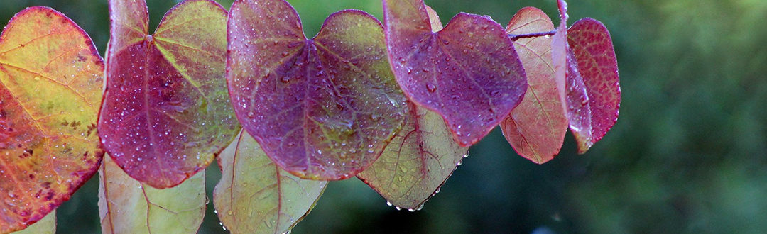 October 2025 Announcements