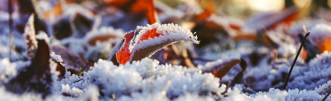 November 2025 Announcements